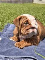 Chunky Monkey, a female English Bulldog for sale in Houston, TX – 7 of 10