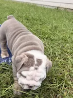 Ghost ( Blue Eyes), a male English Bulldog for sale in Houston, TX – 2 of 8