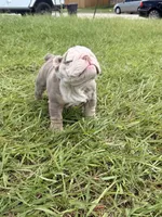 Ghost ( Blue Eyes), a male English Bulldog for sale in Houston, TX – 4 of 8