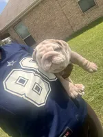 Ghost ( Blue Eyes), a male English Bulldog for sale in Houston, TX – 3 of 8
