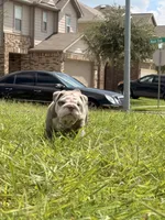 Ghost ( Blue Eyes), a male English Bulldog for sale in Houston, TX – 6 of 8