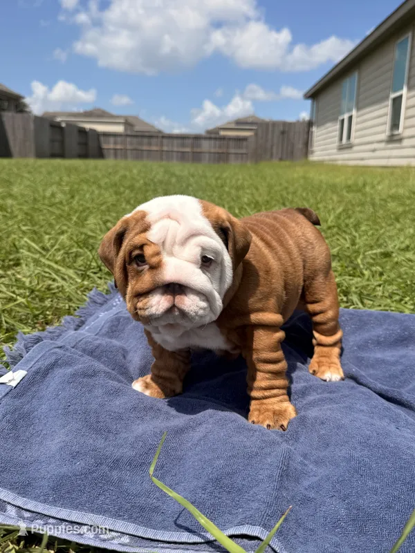 Chunky Monkey – English Bulldog puppy for sale in Houston, TX
