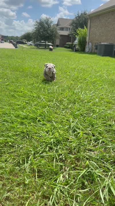Ghost ( Blue Eyes), a male English Bulldog for sale in Houston, TX – 8 of 8