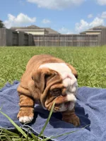 Chunky Monkey, a female English Bulldog for sale in Houston, TX – 2 of 10