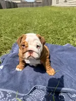 Chunky Monkey, a female English Bulldog for sale in Houston, TX – 9 of 10
