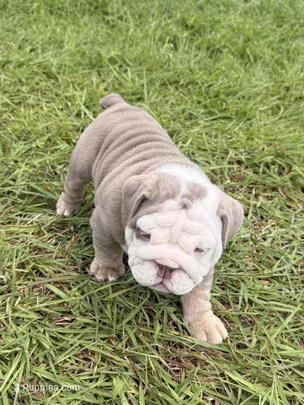Ghost ( Blue Eyes) – English Bulldog puppy for sale in Houston, TX