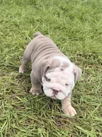 Ghost ( Blue Eyes), a male English Bulldog for sale in Houston, TX – 1 of 8