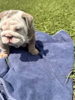 Ghost ( Blue Eyes), a male English Bulldog for sale in Houston, TX – 5 of 8