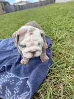 Ghost ( Blue Eyes), a male English Bulldog for sale in Houston, TX – 7 of 8