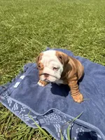 Chunky Monkey, a female English Bulldog for sale in Houston, TX – 4 of 10