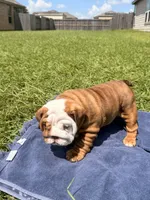 Chunky Monkey, a female English Bulldog for sale in Houston, TX – 10 of 10