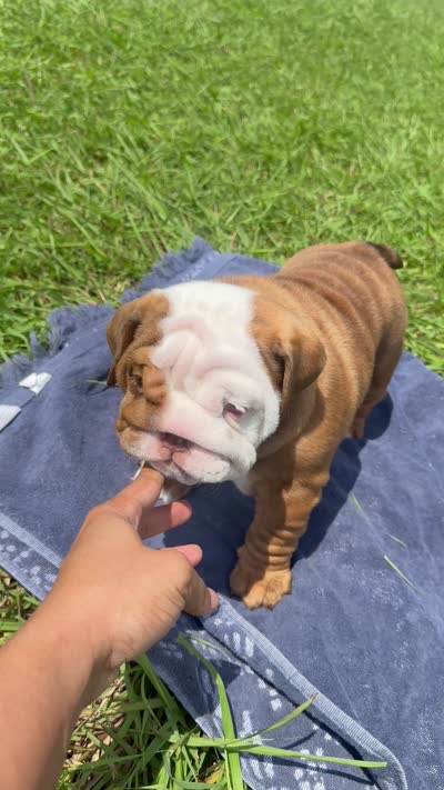 Chunky Monkey, a female English Bulldog for sale in Houston, TX – 8 of 10