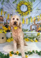 Max, a male Goldendoodle for sale in San Antonio, TX – 3 of 7