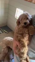 Max, a male Goldendoodle for sale in San Antonio, TX – 2 of 7