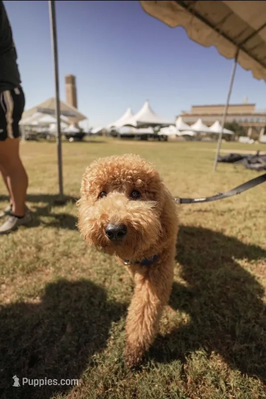 Max – Goldendoodle puppy for sale in San Antonio, TX