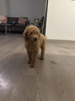 Max, a male Goldendoodle for sale in San Antonio, TX – 7 of 7