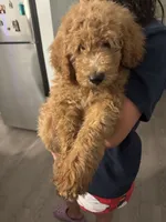 Max, a male Goldendoodle for sale in San Antonio, TX – 5 of 7