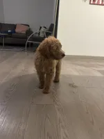 Max, a male Goldendoodle for sale in San Antonio, TX – 4 of 7