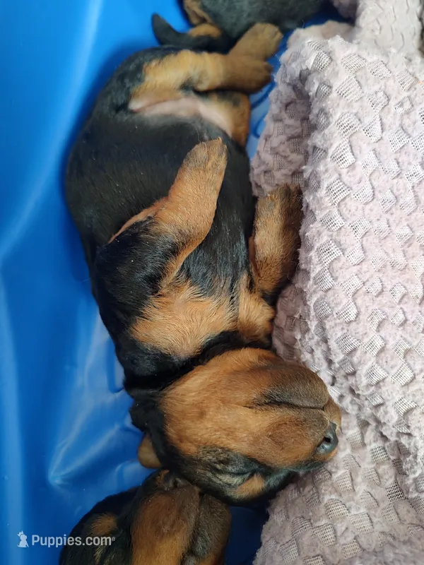Female  – Welsh Terrier puppy for sale in Cambridge City, IN