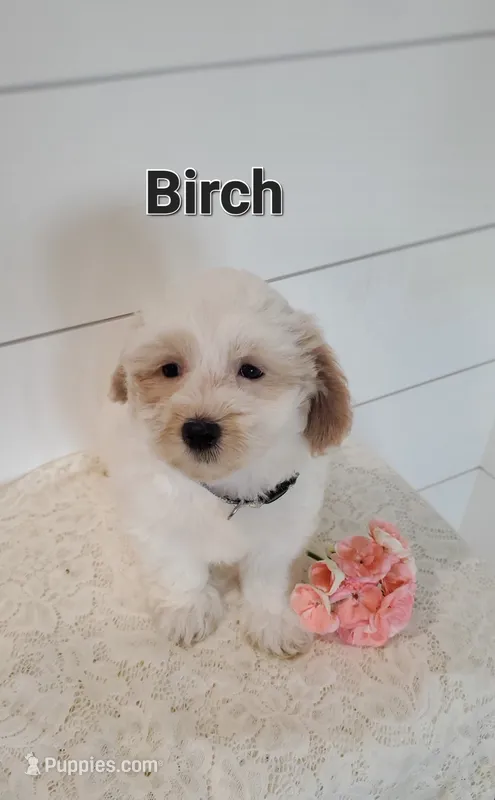 Birch – Coton de Tulear, Poodle - Miniature  puppy for sale in Penn Yan, NY