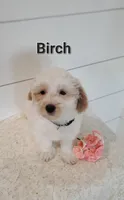 Birch, a male Coton de Tulear and Poodle - Miniature  for sale in Penn Yan, NY – 1 of 3
