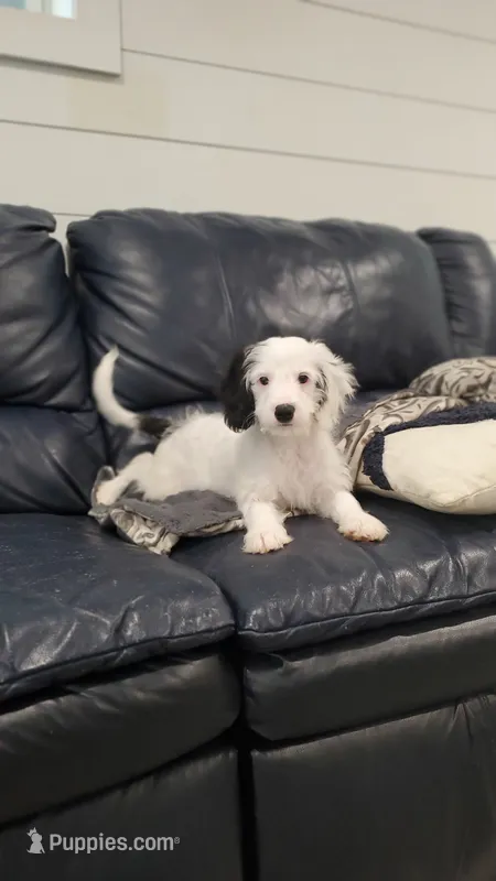Oreo  – Cavapoo puppy for sale in Penn Yan, NY