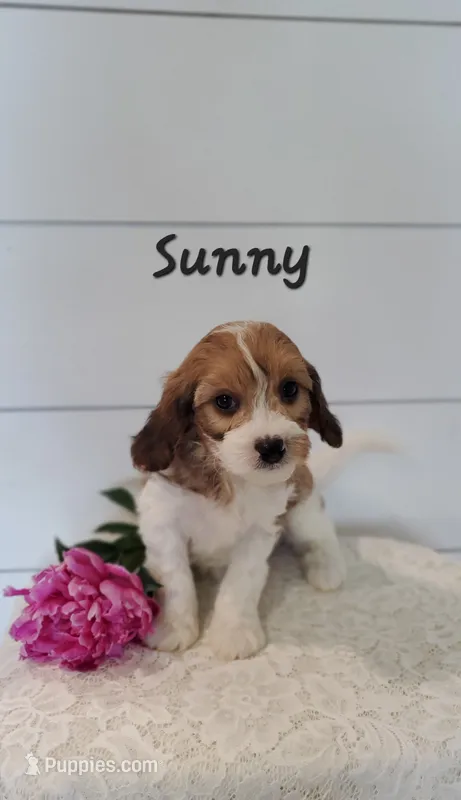 Sunny – Cavapoo puppy for sale in Penn Yan, NY