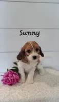 Sunny, a male Cavapoo for sale in Penn Yan, NY – 1 of 2