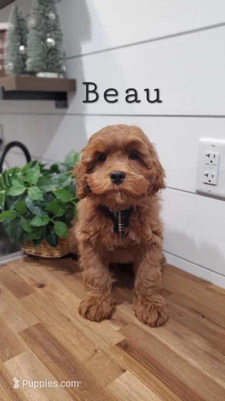 Beau – Cavapoo, Poodle - Miniature  puppy for sale in Penn Yan, NY