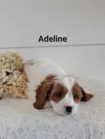 Adeline, a female Cavapoo for sale in Penn Yan, NY – 2 of 3