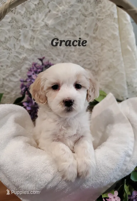 Gracie