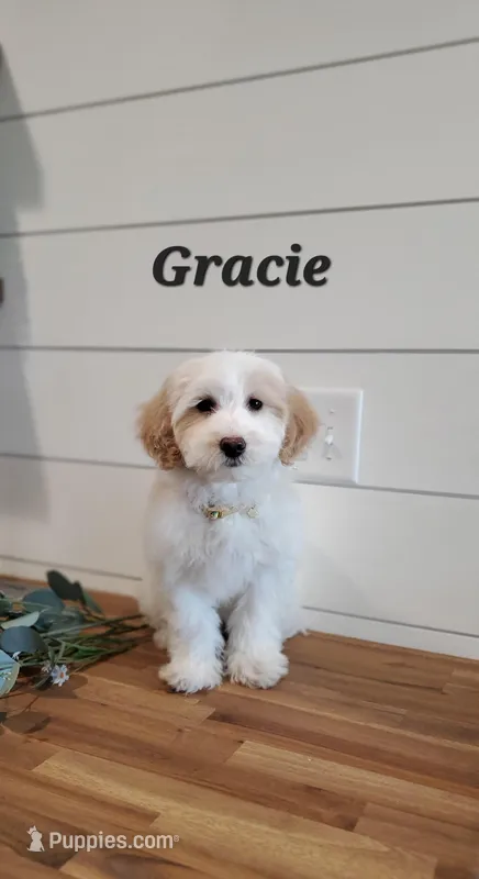 Gracie