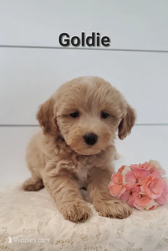 Goldie – Coton de Tulear, Poodle - Miniature  puppy for sale in Penn Yan, NY