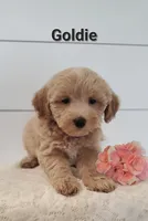 Goldie, a female Coton de Tulear and Poodle - Miniature  for sale in Penn Yan, NY – 1 of 2
