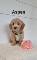 Aspen, a male Coton de Tulear and Poodle - Miniature  for sale in Penn Yan, NY – 3 of 3