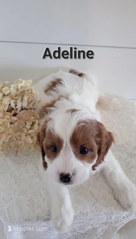 Adeline – Cavapoo puppy for sale in Penn Yan, NY