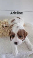 Adeline, a female Cavapoo for sale in Penn Yan, NY – 1 of 3