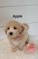 Apple, a female Coton de Tulear and Poodle - Miniature  for sale in Penn Yan, NY – 2 of 3