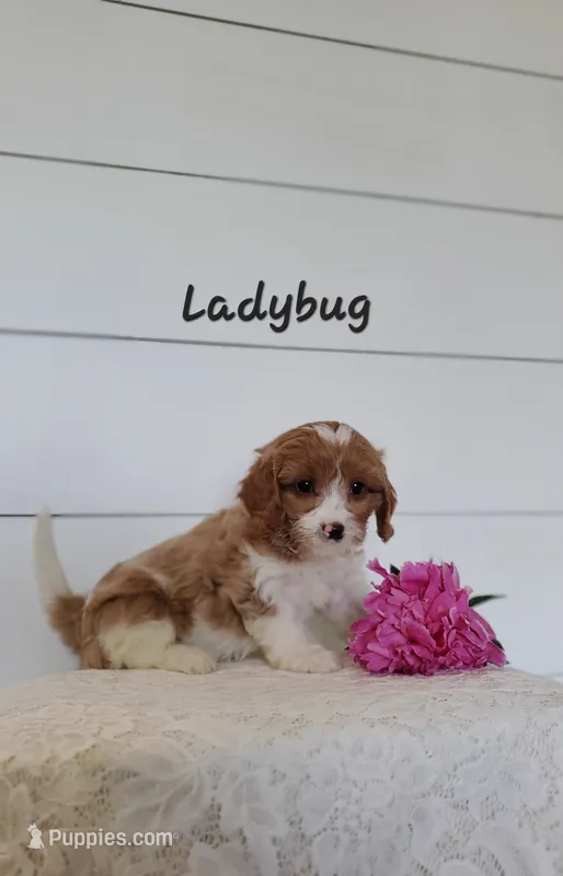 Ladybug  – Cavapoo puppy for sale in Penn Yan, NY