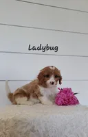 Ladybug , a female Cavapoo for sale in Penn Yan, NY – 1 of 2