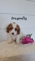 Dragonfly , a male Cavapoo for sale in Penn Yan, NY – 2 of 2