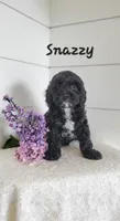 Snazzy, a male Cavapoo for sale in Penn Yan, NY – 2 of 2