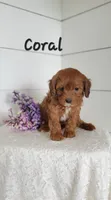 Coral, a female Cavapoo and Poodle - Miniature  for sale in Penn Yan, NY – 2 of 2