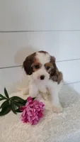 Firefly , a male Cavapoo for sale in Penn Yan, NY – 3 of 3