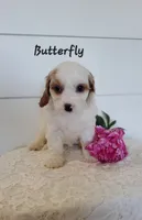 Butterfly, a female Cavapoo for sale in Penn Yan, NY – 1 of 2