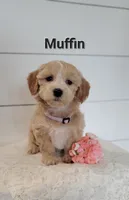 Muffin, a female Coton de Tulear and Poodle - Miniature  for sale in Penn Yan, NY – 3 of 3