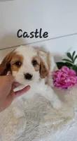 Castle, a male Cavapoo for sale in Penn Yan, NY – 2 of 2