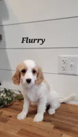 Flurry, a male Cavapoo for sale in Penn Yan, NY – Photo 2 of 5