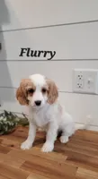 Flurry, a male Cavapoo for sale in Penn Yan, NY – Photo 1 of 5