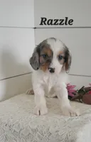 Razzle, a male Cavapoo for sale in Penn Yan, NY – 2 of 5